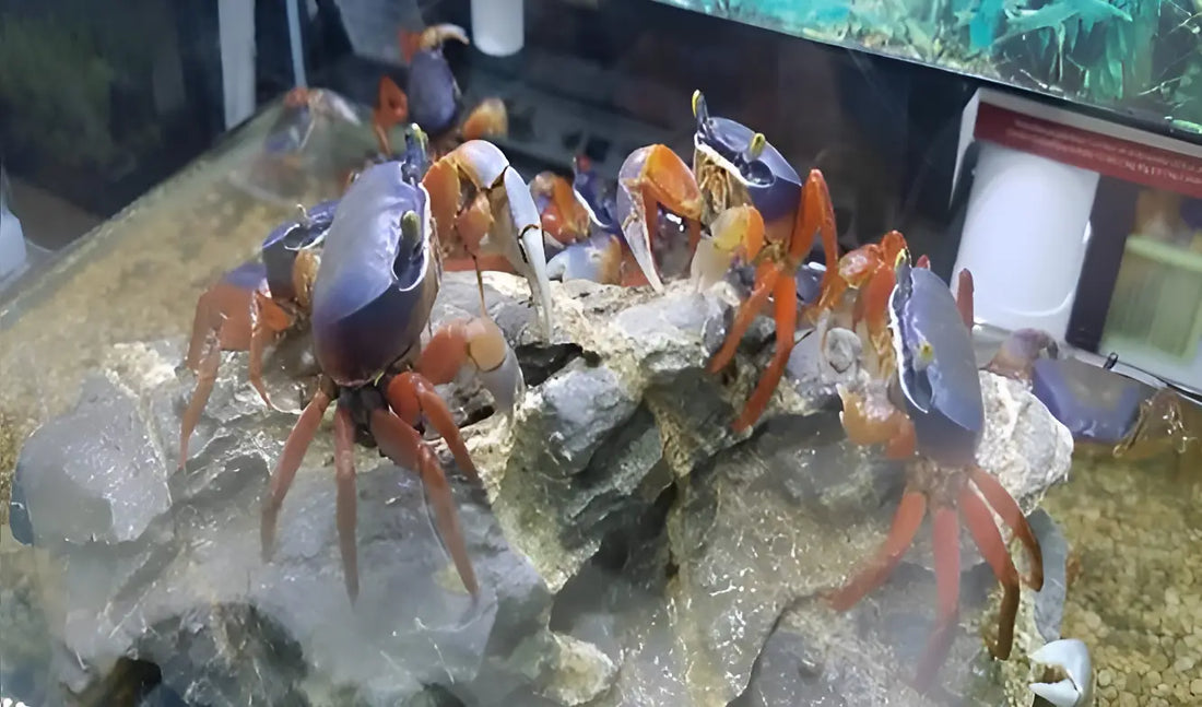 Crabbie Acquaintance – Available At Pets Kampong