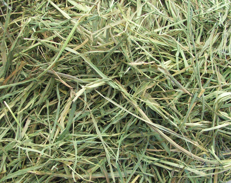 APD Timothy Gold Hay - Available in 24oz & 5lbs